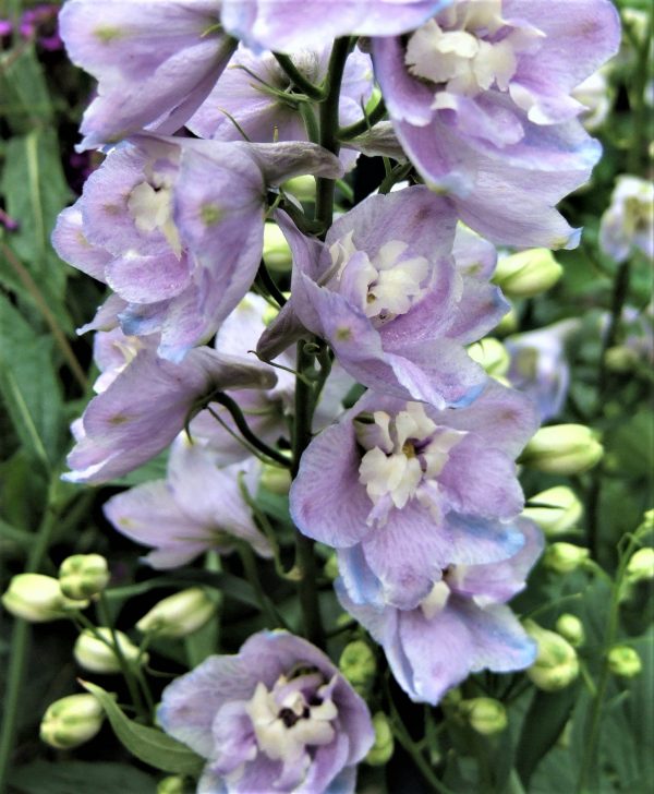 Delphinium elatum 'Guardian Lavender'