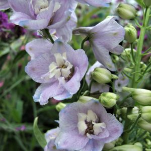 Delphinium elatum 'Guardian Lavender'
