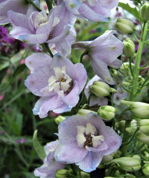 Delphinium elatum 'Guardian Lavender' | Proctors Nursery