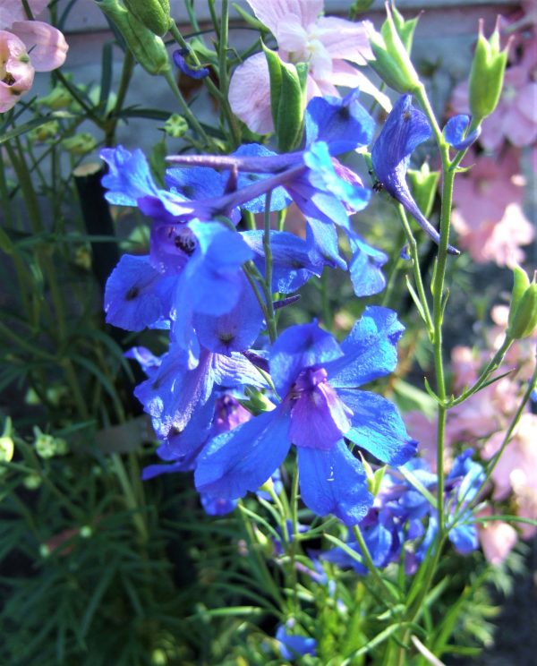 Delphinium grandiflorum 'Summer Nights'