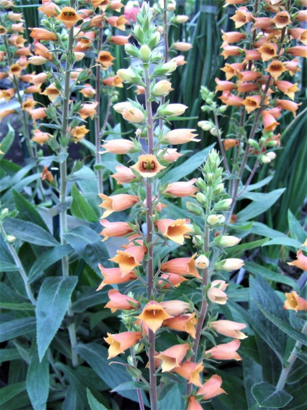 Digiplexis Firecracker WEB Digitalis x valinii 'Firecracker'
