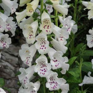 Digitalis purpurea 'Dalmatian White'