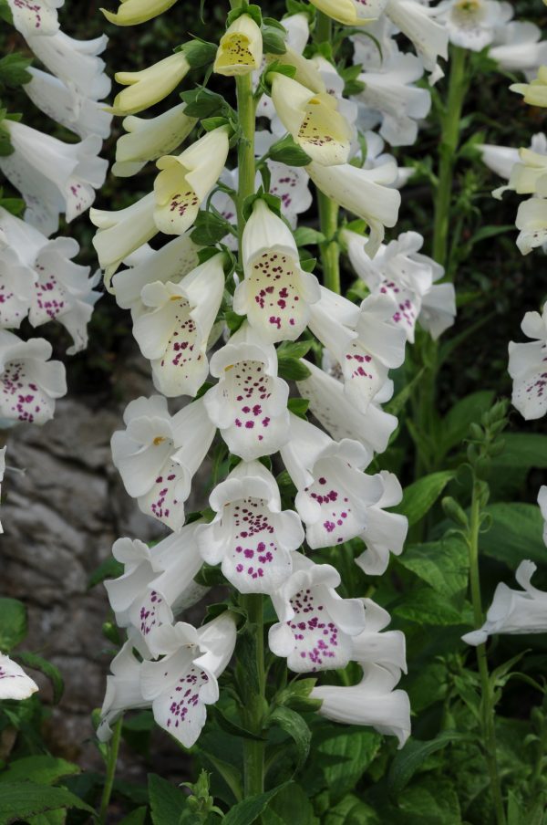 Digitalis Dalmation White Digitalis purpurea 'Dalmatian White'