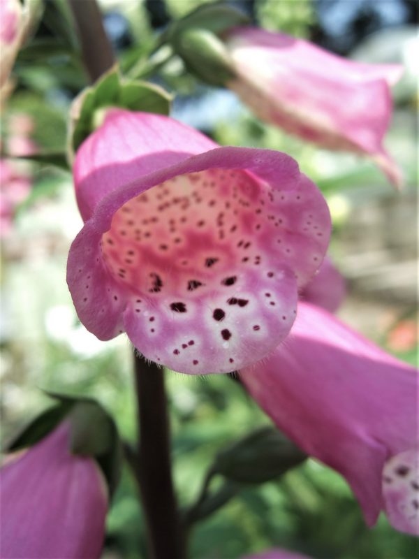 Digitalis 'Pink Panther'