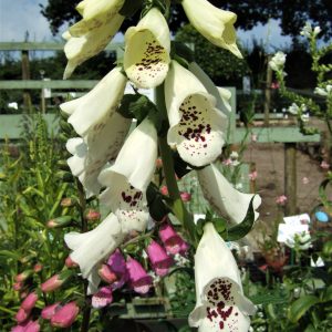 Digitalis purpurea 'Dalmatian Cream'