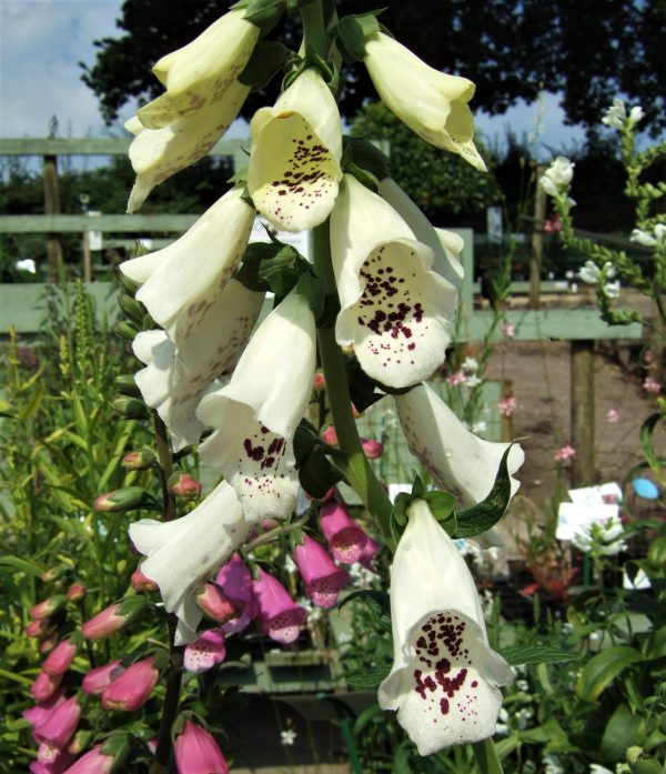 Digitalis purpurea Dalmatian Cream WEB Digitalis purpurea 'Dalmatian Cream'