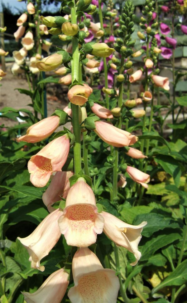 Digitalis purpurea 'Dalmatian Peach'