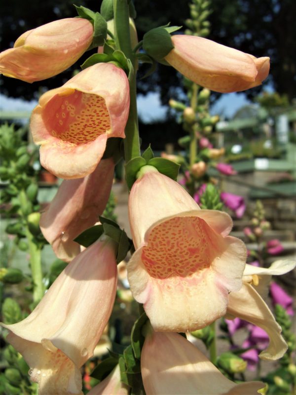 Digitalis purpurea 'Dalmatian Peach'