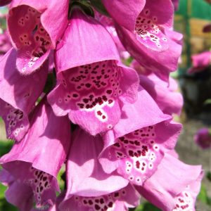 Buy Digitalis Plants Online | Online Shop | Proctors Nursery