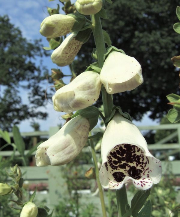 Digitalis purpurea Pams Choice WEB Digitalis purpurea 'Pam's Choice'