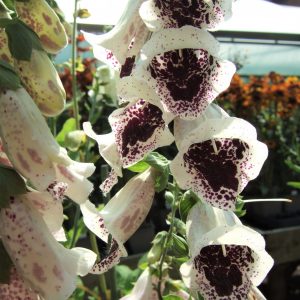 Digitalis purpurea 'Pam's Choice'