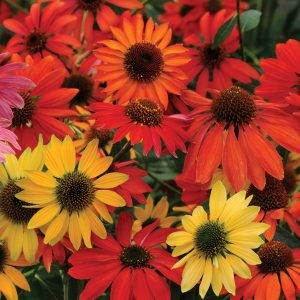 Echinacea x hybrida 'Cheyenne Spirit'
