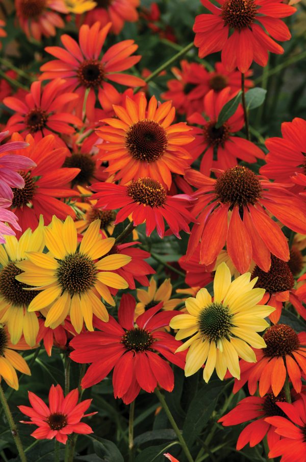 Echinacea Cheyenne Spirit Echinacea x hybrida 'Cheyenne Spirit'