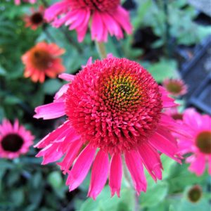 Echinacea 'Delicious Candy'