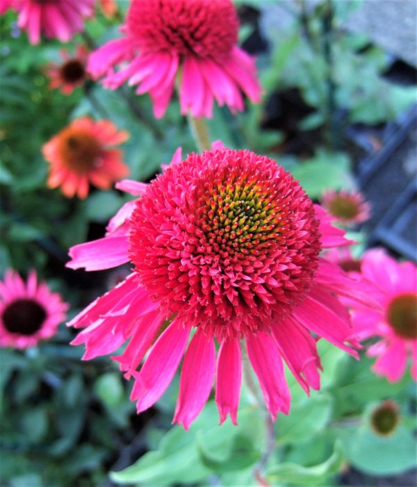 Echinacea 'Delicious Candy'