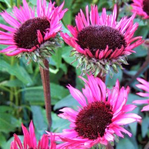 Echinacea 'Fatal Attraction'