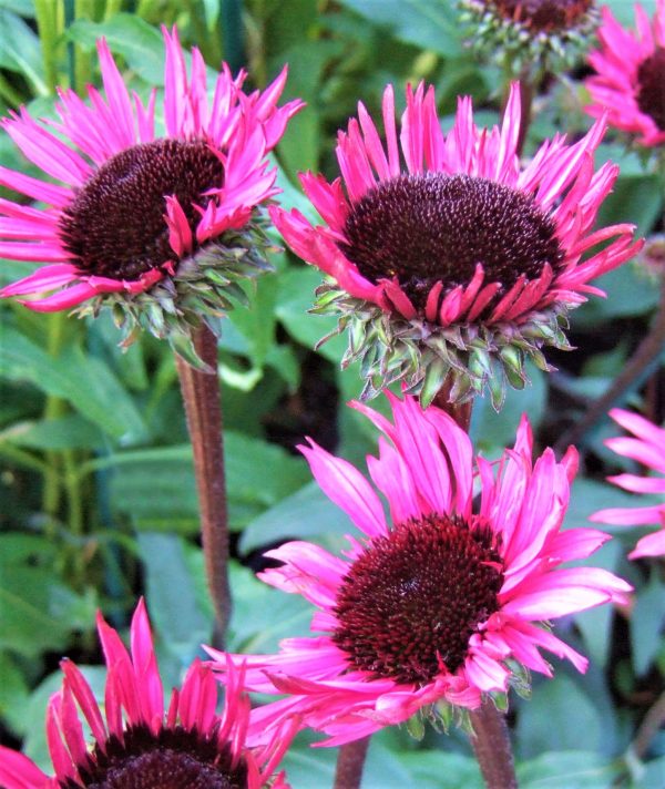 Echinacea Fatal Attraction WEB Echinacea 'Fatal Attraction'