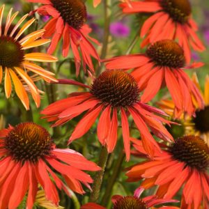 Echinacea 'Hot Summer'
