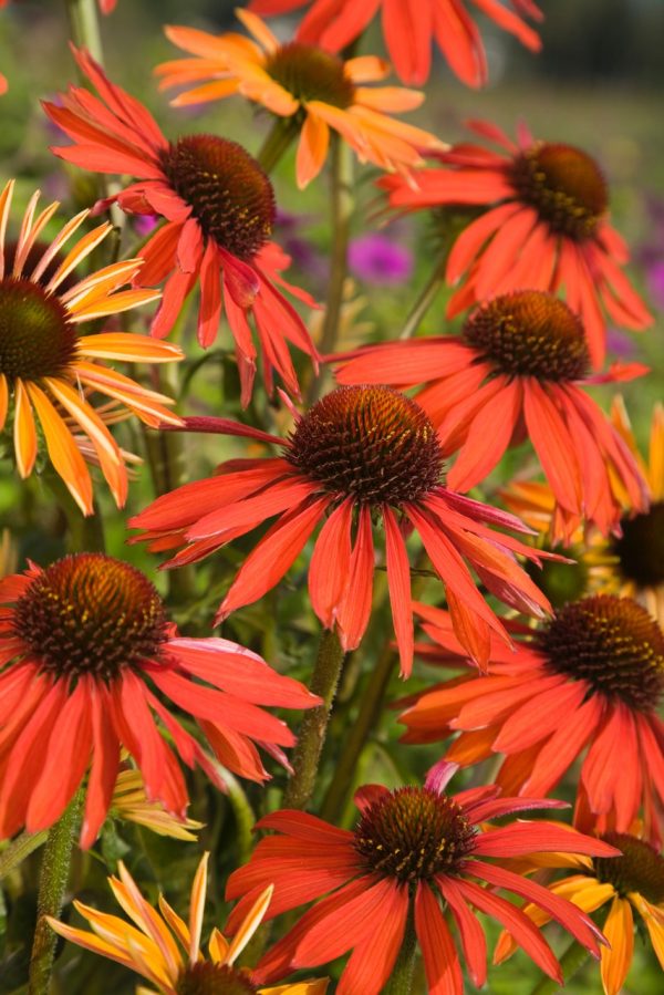 Echinacea 'Hot Summer'