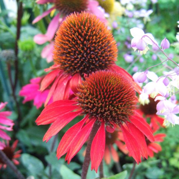 Echinacea Sunseekers Orange WEB Echinacea purpurea 'SunSeekers Orange'