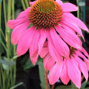 Echinacea purpurea 'Pow Wow Wild Berry'