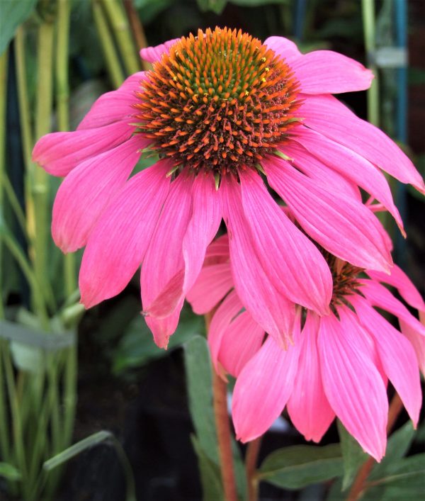 Echinacea purpurea Pow Wow Wild Berry WEB Echinacea purpurea 'Pow Wow Wild Berry'
