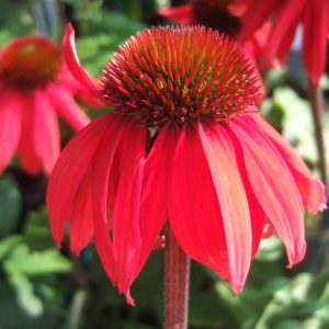 Echinacea purpurea 'Red Rocket'