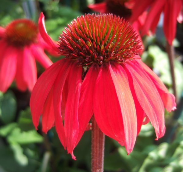 Echinacea purpurea Red Rocket WEB Echinacea purpurea 'Red Rocket'