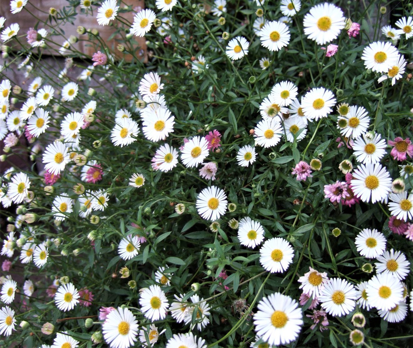 Erigeron Karvinskianus: A Vibrant Mexican Fleabane Gracefully Beautifying Gardens