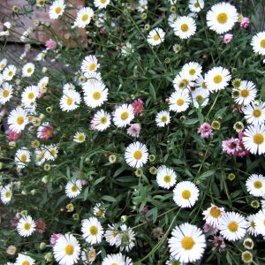 Erigeron karvinskianus