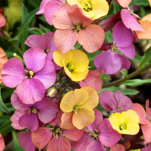 Erysimum (The Artist Series) 'Paintbox'