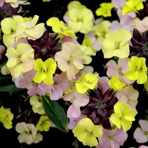 Erysimum 'Early Sunrise'