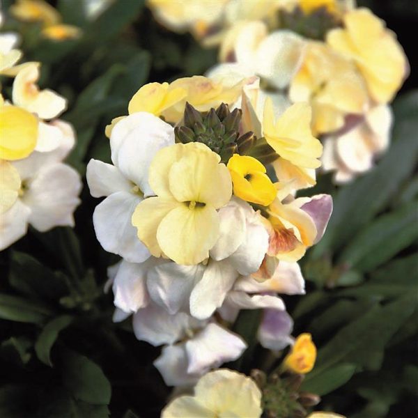 Erysimum 'Rysi Moon'