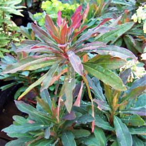 Euphorbia amygdaloides 'Purpurea'