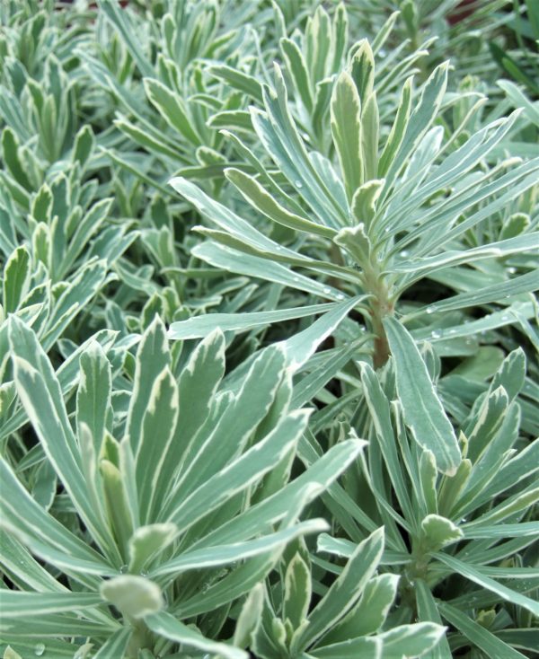 Euphorbia characias 'Silver Swan'