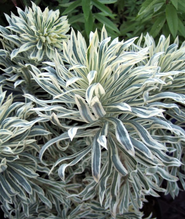 Euphorbia characias Tasmanian Tiger WEB Euphorbia characias 'Tasmanian Tiger'