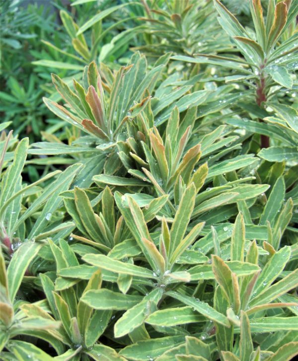 Euphorbia x martinii Ascot Rainbow WEB