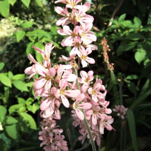 Francoa sonchifolia 'Pink Bouquet'