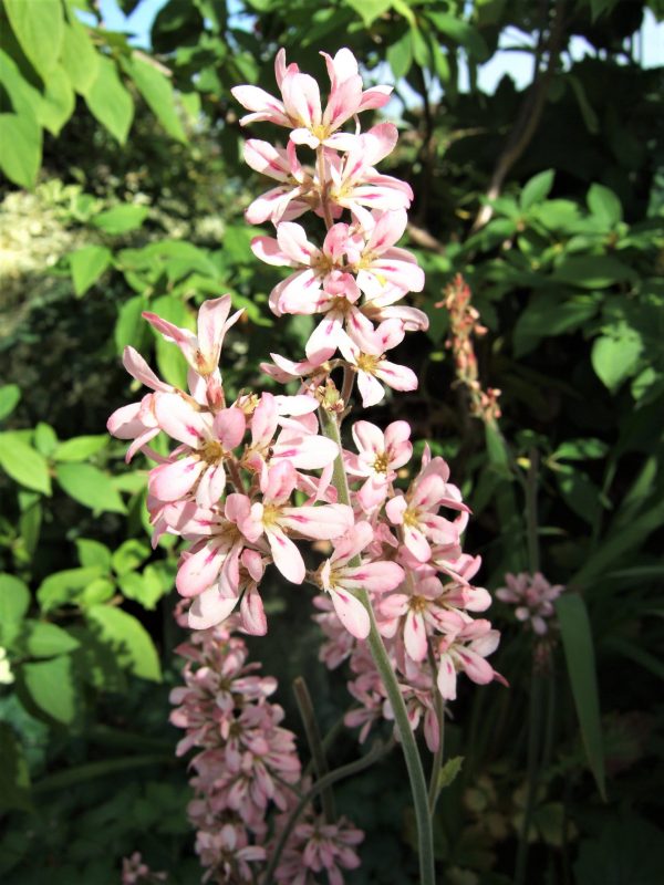 Francoa sonchifolia Pink Bouquet WEB Francoa sonchifolia 'Pink Bouquet'
