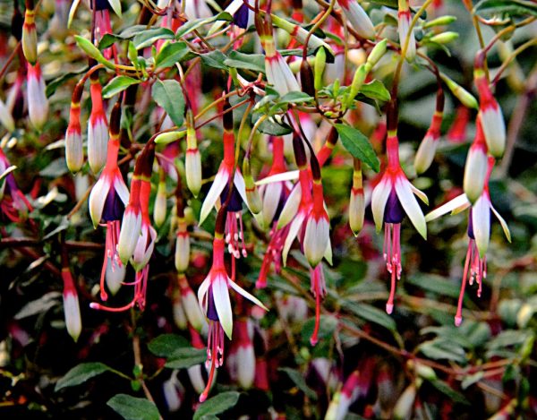 Fuchsia magellanica 'Arauco'