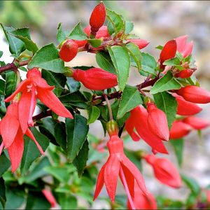 Fuchsia 'Chilli Red'