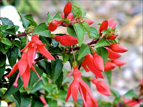 Fuchsia 'Chilli Red'