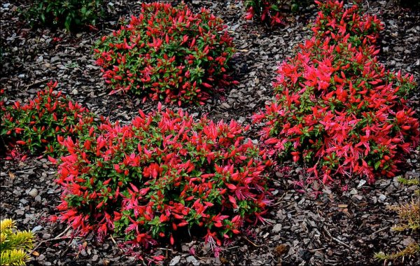 Fuchsia 'Chilli Red'