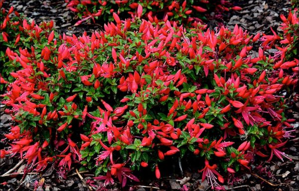 Fuchsia 'Chilli Red'