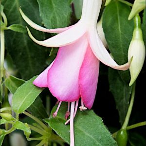 Fuchsia 'Fairy Lights'