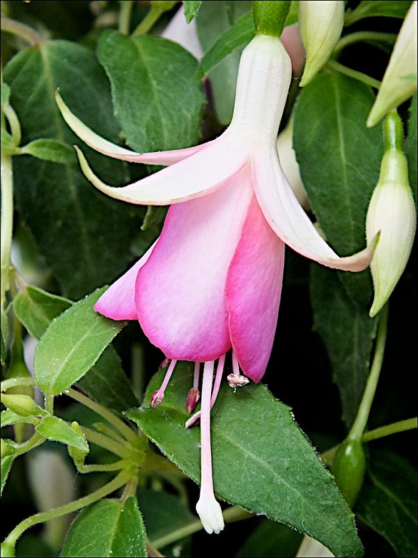Fuchsia 'Fairy Lights'