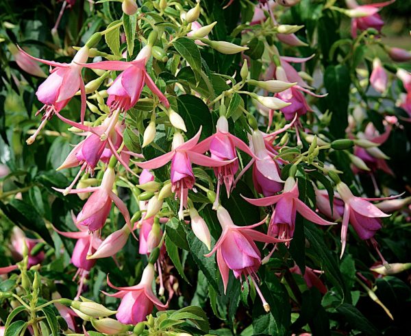 Fuchsia 'Fairy Lights'