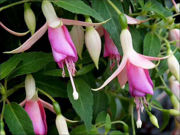 Fuchsia 'Fairy Lights'