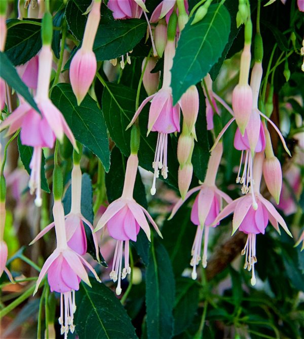 Fuchsia 'Whiteknights Pearl'
