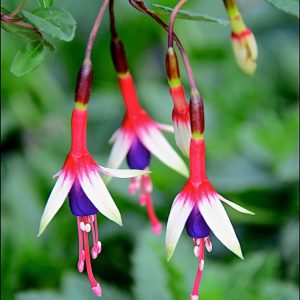 Fuchsia magellanica 'Arauco'